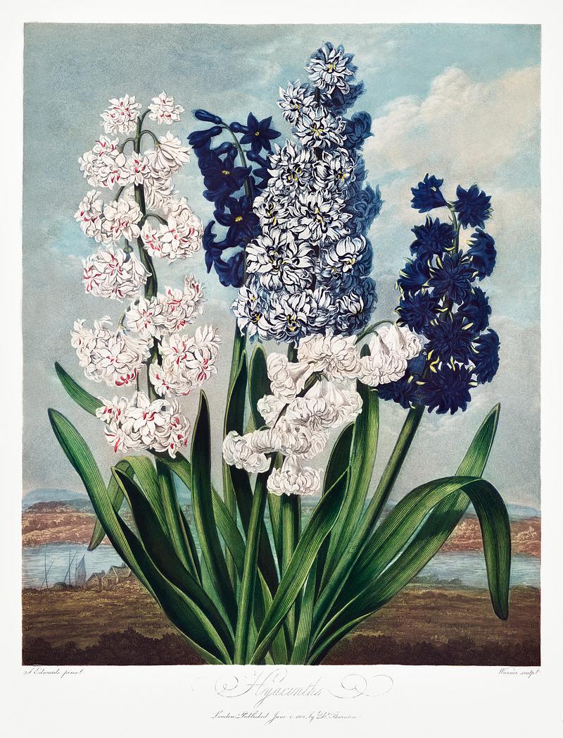 Botanical artwork by Robert John Thornton Hyacinths from The Temple of Flora (1807) by Robert John Thornton. Original from Biodiversity Heritage Library. Digitally…