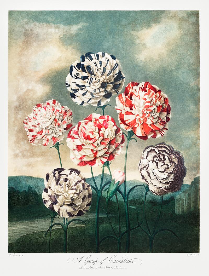 Botanical artwork by Robert John Thornton A Group of Carnations from The Temple of Flora (1807) by Robert John Thornton. Original from Biodiversity Heritage Library.…