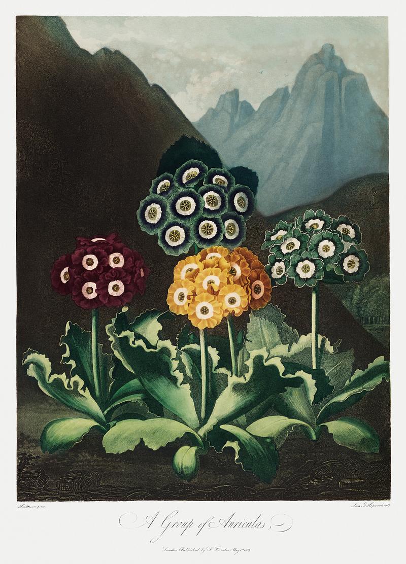 Botanical artwork by Robert John Thornton A Group of Auriculas from The Temple of Flora (1807) by Robert John Thornton. Original from Biodiversity Heritage Library.…