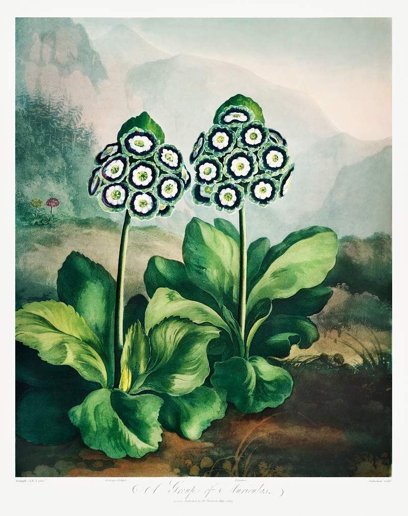 A Group of Auriculas from The Temple of Flora (1807) by Robert John Thornton. Original from Biodiversity Heritage Library.…