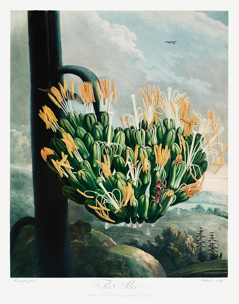 Botanical artwork by Robert John Thornton The Aloe from The Temple of Flora (1807) by Robert John Thornton. Original from Biodiversity Heritage Library. Digitally…