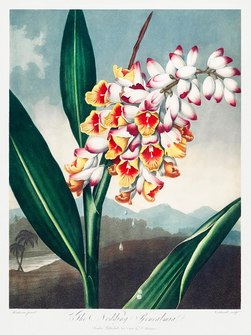 Botanical artwork by Robert John Thornton The Nodding Renealmia from The Temple of Flora (1807) by Robert John Thornton. Original from Biodiversity Heritage Library.…