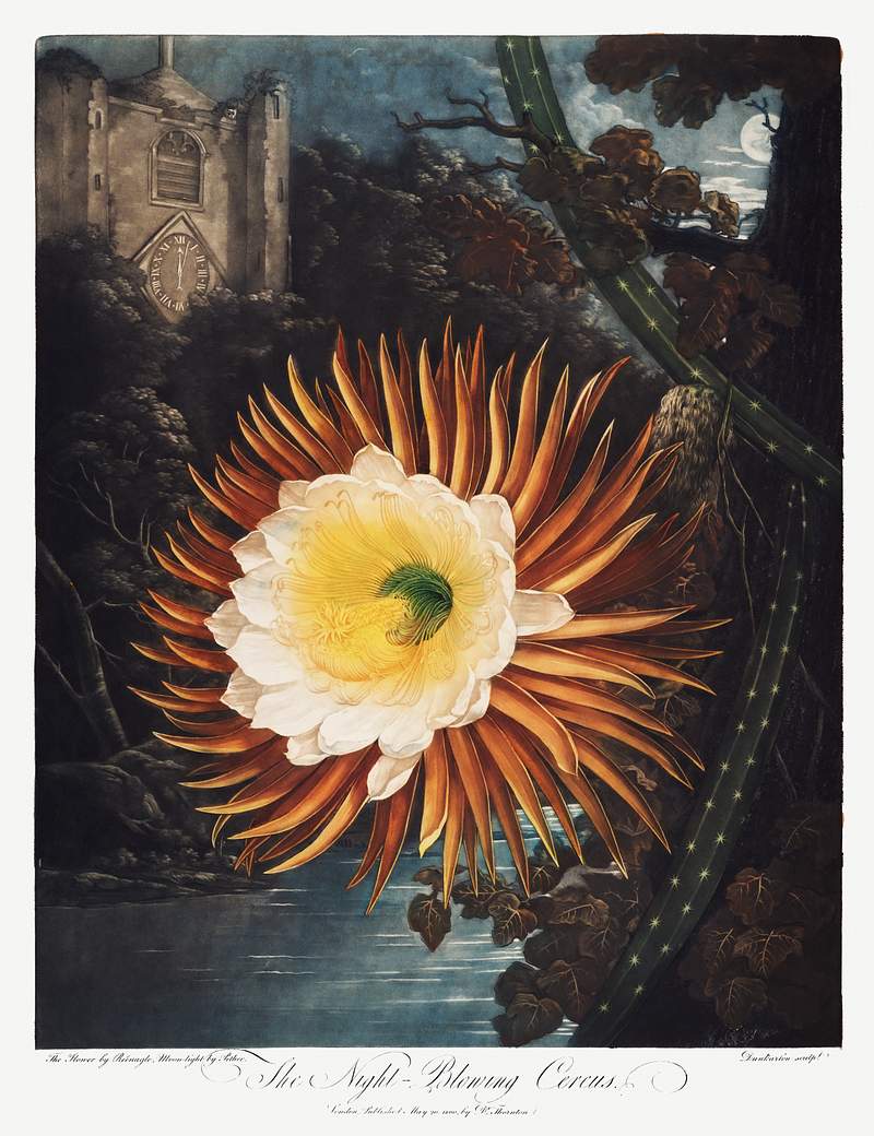 Botanical artwork by Robert John Thornton | Free public domain illustration The Night–Blowing Cereus from The Temple of Flora (1807) by Robert John Thornton. Original from Biodiversity Heritage…