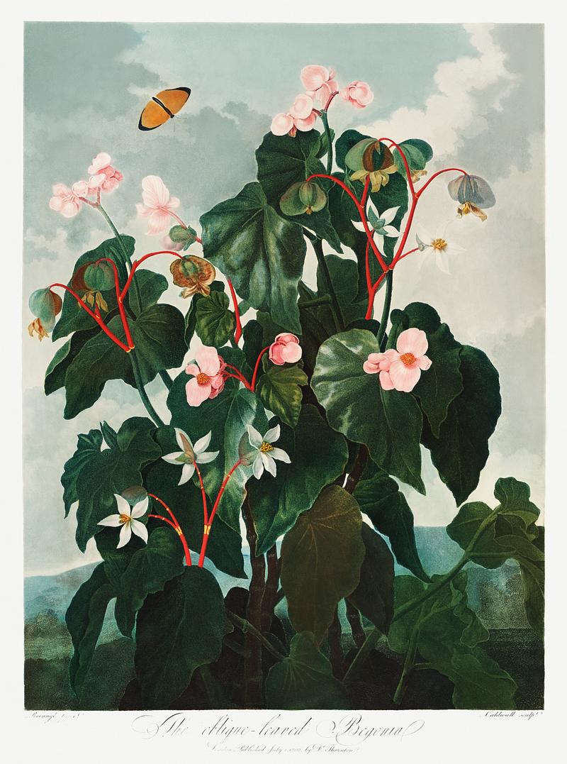 Botanical artwork by Robert John Thornton The Oblique–Leaved Begonia from The Temple of Flora (1807) by Robert John Thornton. Original from Biodiversity Heritage…