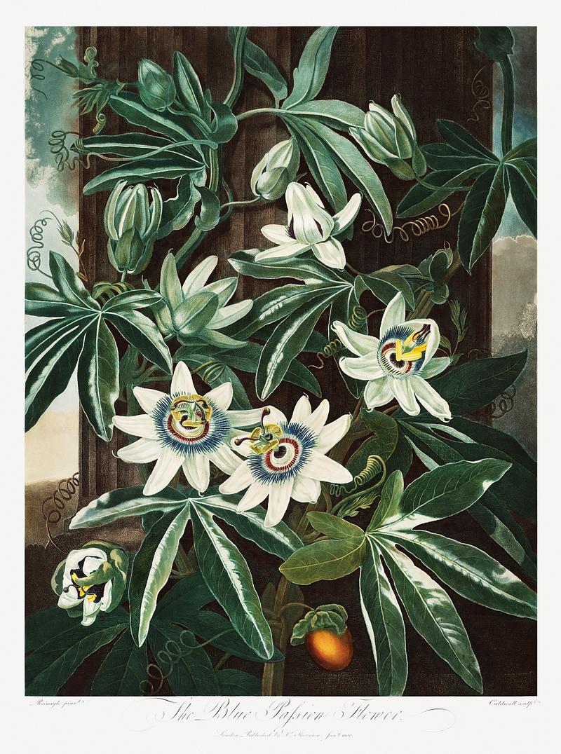 Botanical artwork by Robert John Thornton The Passiflora Cerulea from The Temple of Flora (1807) by Robert John Thornton. Original from Biodiversity Heritage Library.…