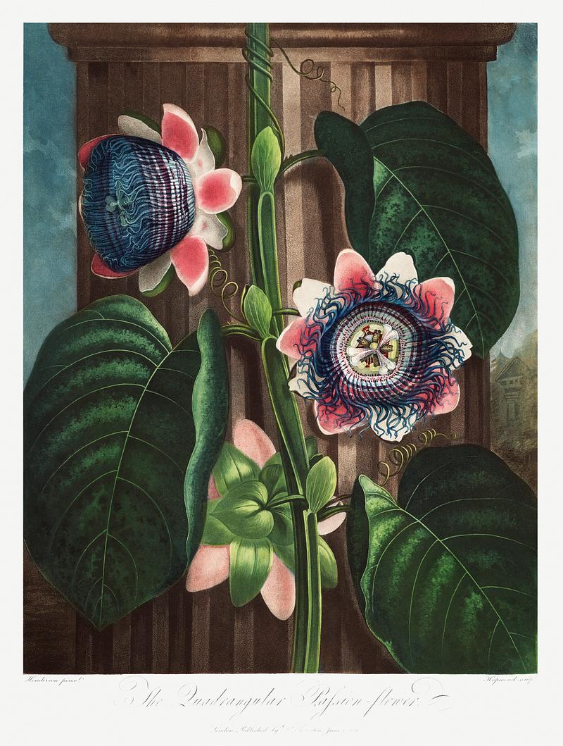Botanical artwork by Robert John Thornton The Quadrangular Passion Flower from The Temple of Flora (1807) by Robert John Thornton. Original from Biodiversity Heritage…