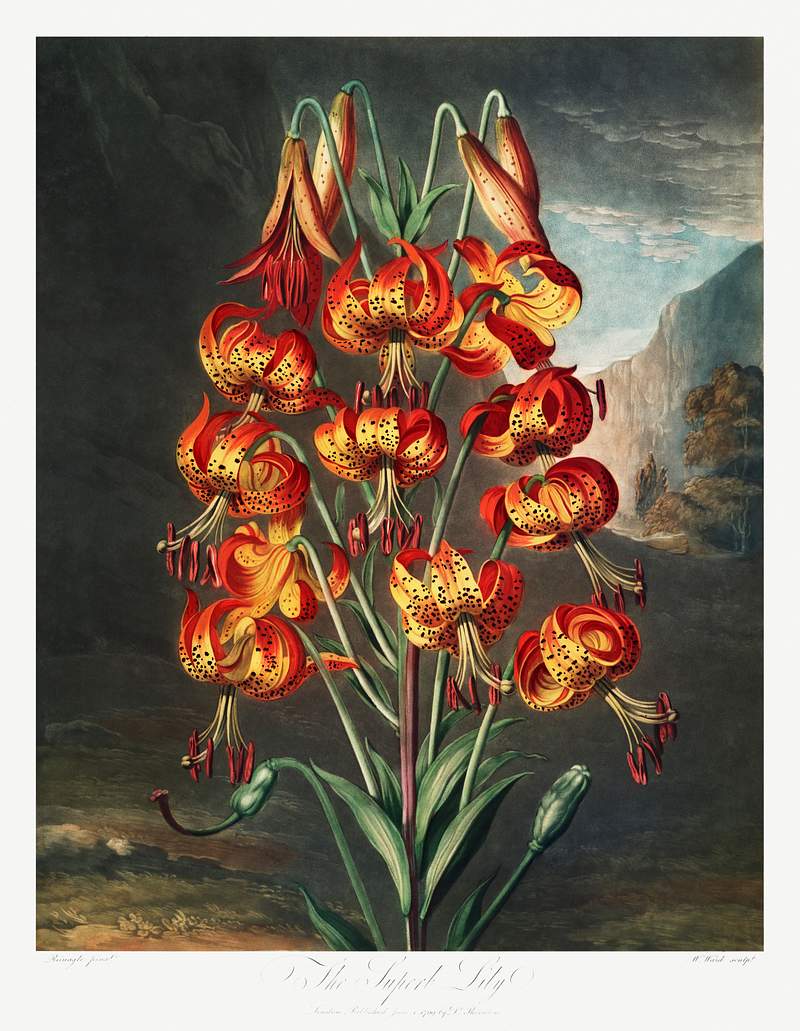 Botanical artwork by Robert John Thornton | Free public domain illustration The Superb Lily from The Temple of Flora (1807) by Robert John Thornton. Original from Biodiversity Heritage Library.…