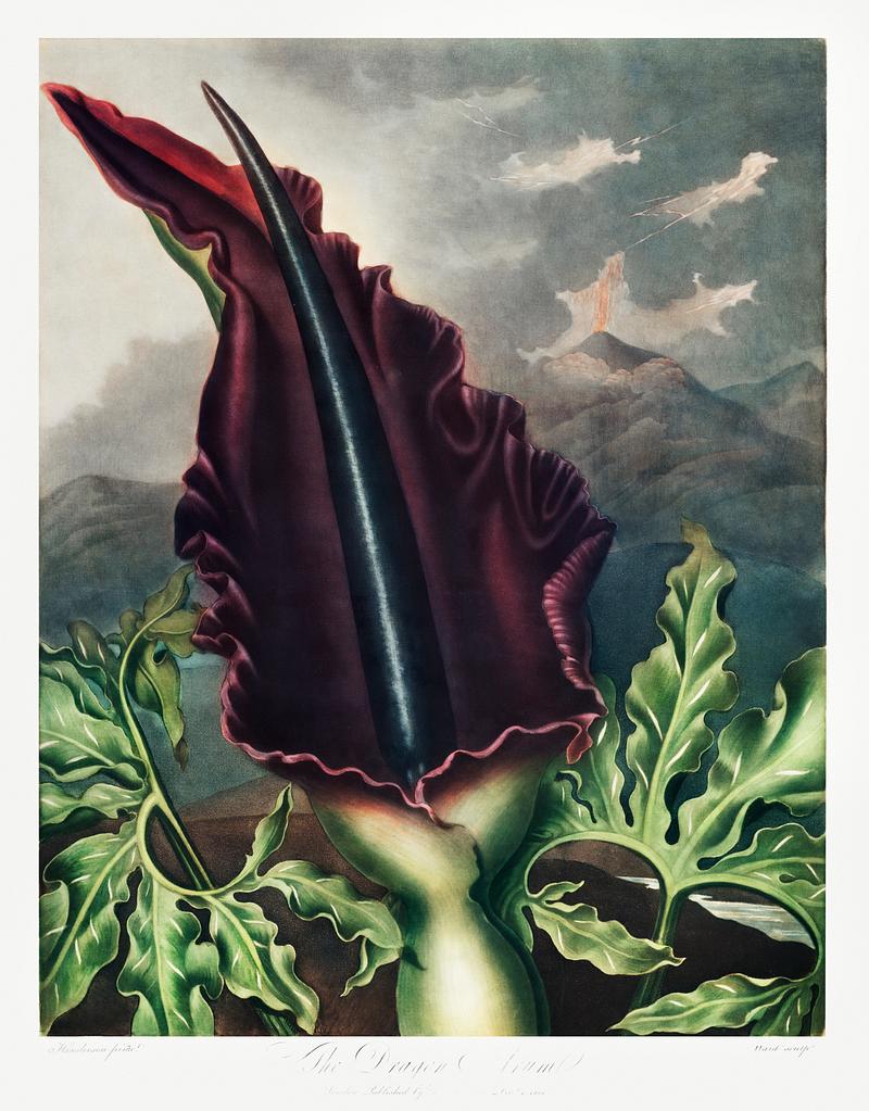 Botanical artwork by Robert John Thornton The Dragon Arum from The Temple of Flora (1807) by Robert John Thornton. Original from Biodiversity Heritage Library.…