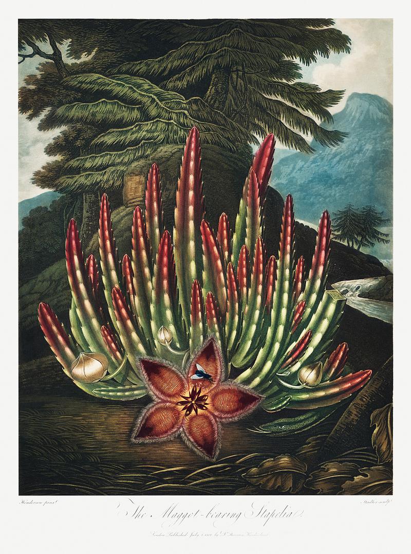 Botanical artwork by Robert John Thornton The Maggot–Bearing Stapelia from The Temple of Flora (1807) by Robert John Thornton. Original from Biodiversity…