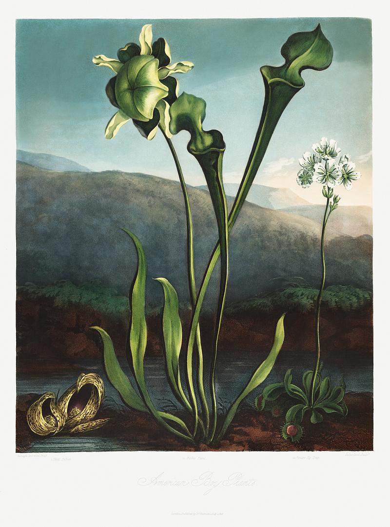 Botanical artwork by Robert John Thornton American Bog Plants from The Temple of Flora (1807) by Robert John Thornton. Original from Biodiversity Heritage Library.…