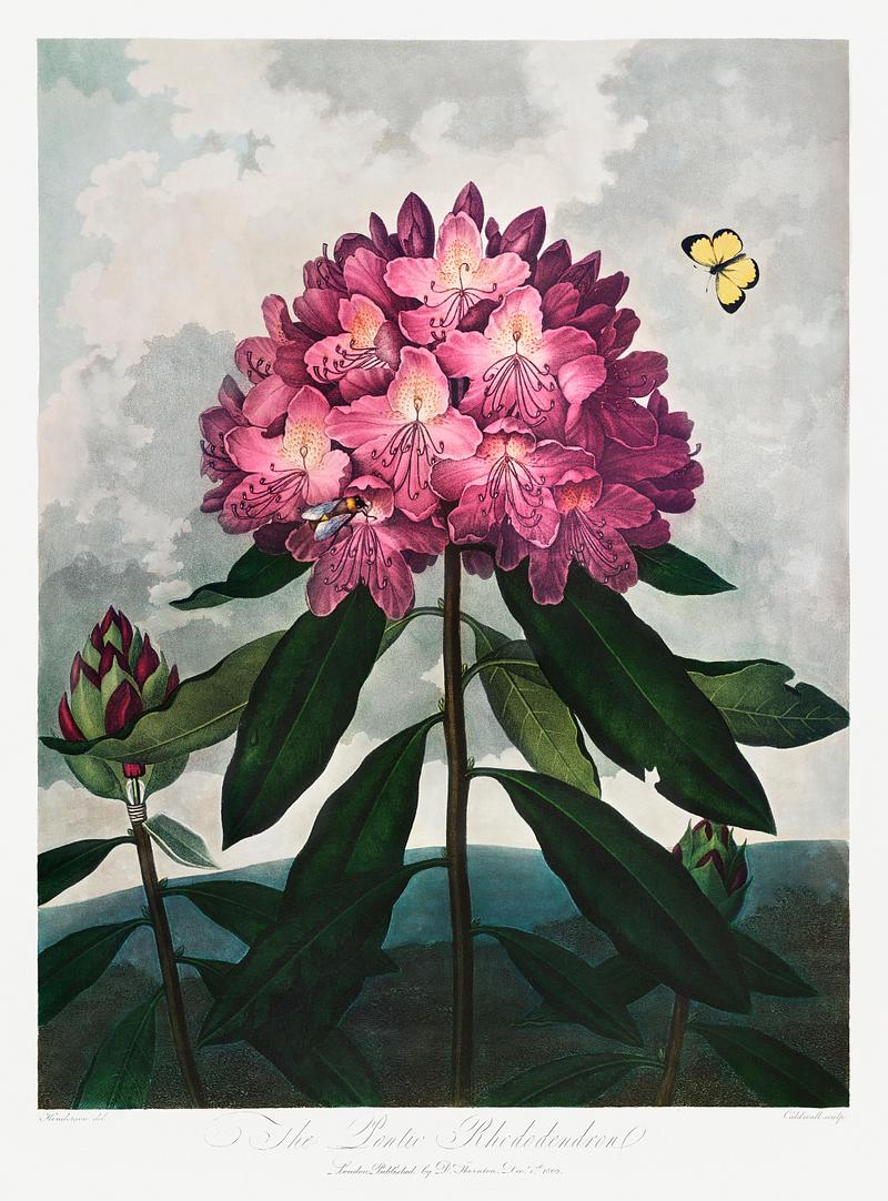 Botanical artwork by Robert John Thornton The Pontic Rhododendron from The Temple of Flora (1807) by Robert John Thornton. Original from Biodiversity Heritage Library.…