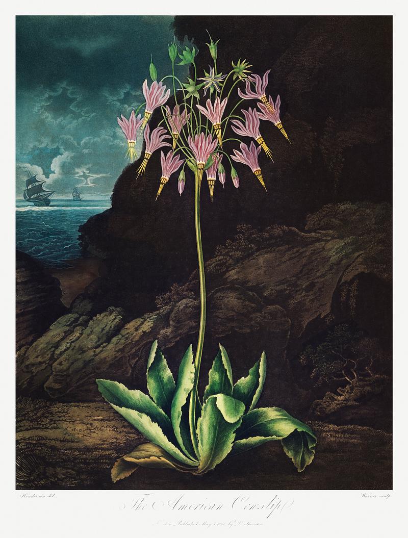 Botanical artwork by Robert John Thornton The American Cowslip from The Temple of Flora (1807) by Robert John Thornton. Original from Biodiversity Heritage Library.…