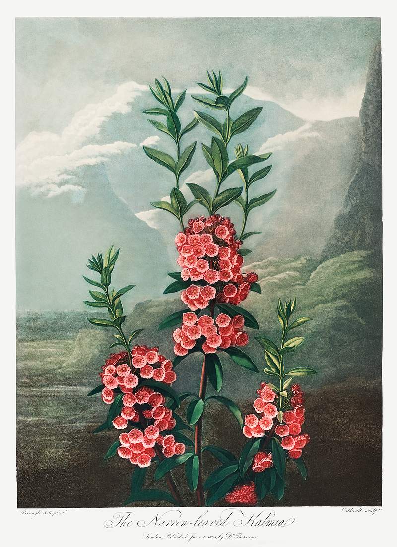 Botanical artwork by Robert John Thornton | Free public domain illustration The Narrow–Leaved Kalmia from The Temple of Flora (1807) by Robert John Thornton. Original from Biodiversity Heritage…
