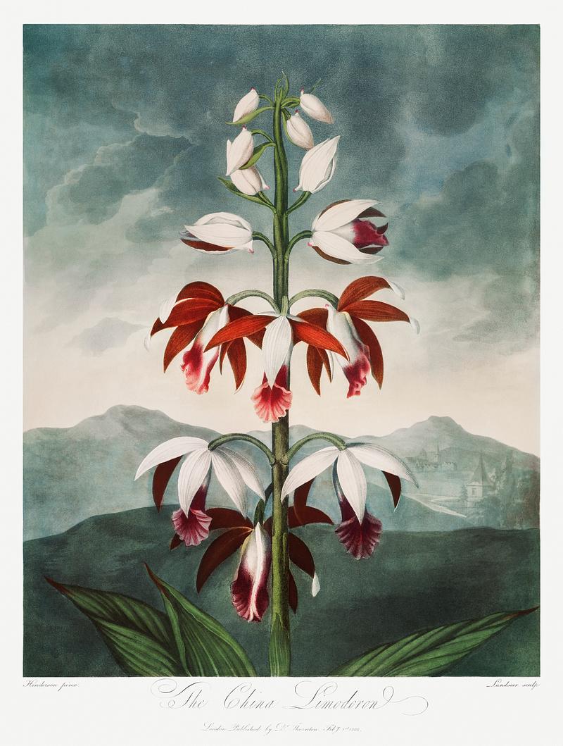 Botanical artwork by Robert John Thornton The Chinese Limodoron from The Temple of Flora (1807) by Robert John Thornton. Original from Biodiversity Heritage Library.…