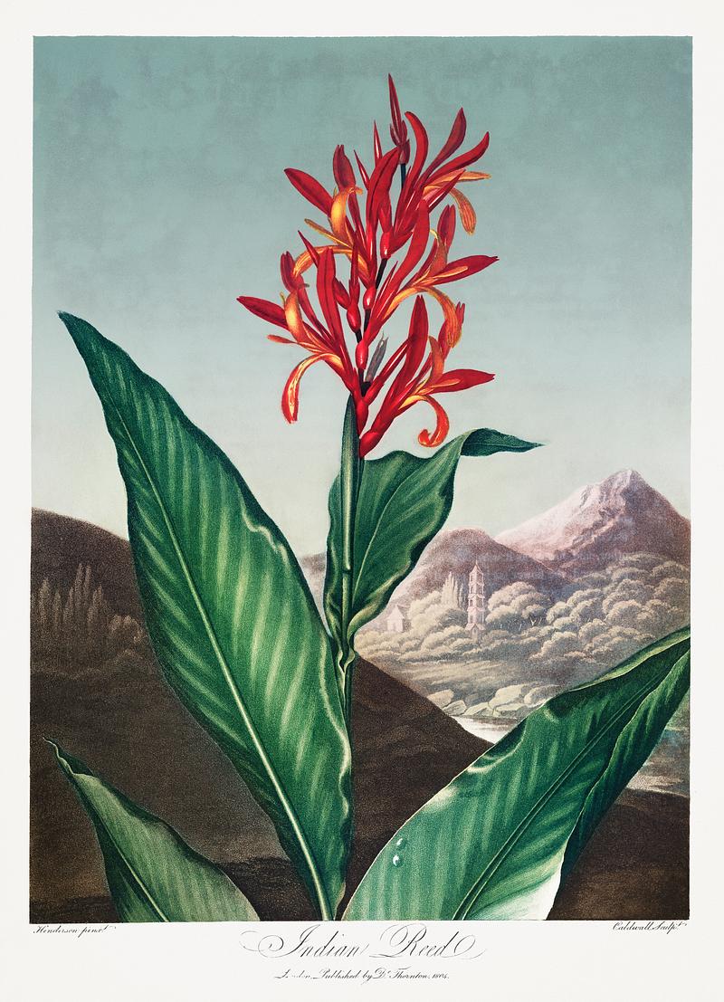 Botanical artwork by Robert John Thornton Indian Reed from The Temple of Flora (1807) by Robert John Thornton. Original from Biodiversity Heritage Library. Digitally…