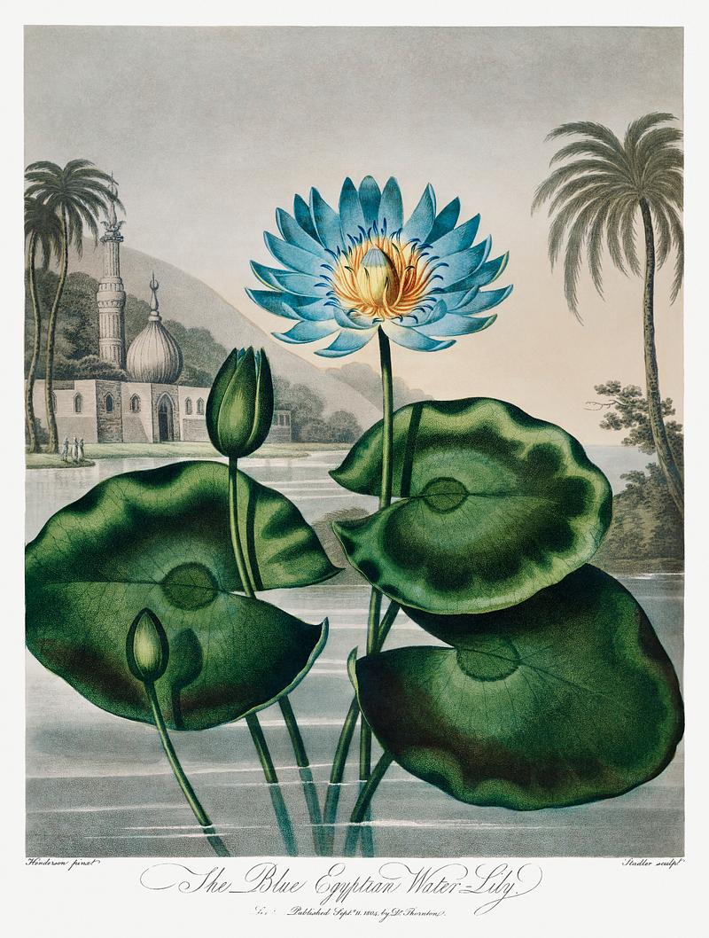 Botanical artwork by Robert John Thornton The Blue Egyptian Water-Lily from The Temple of Flora (1807) by Robert John Thornton. Original from Biodiversity Heritage…