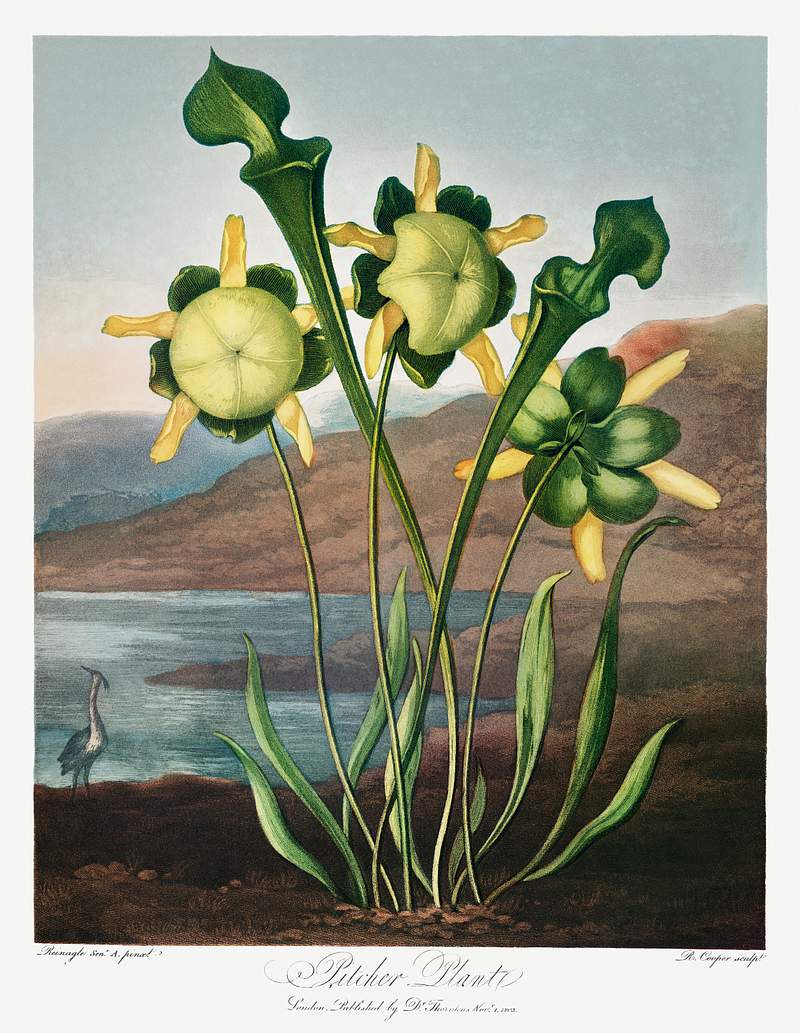 Pitcher Plant from The Temple of Flora (1807) by Robert John Thornton. Original from Biodiversity Heritage Library. Digitally…