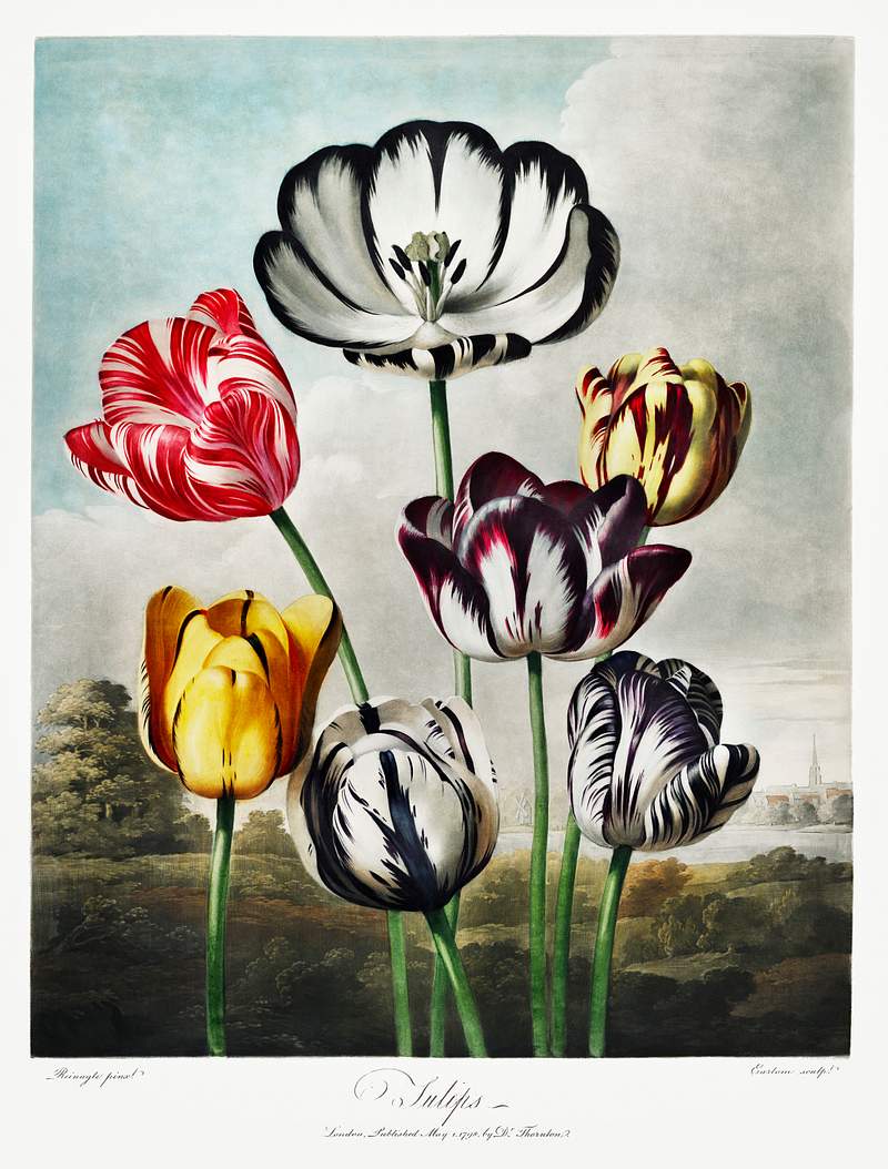 Botanical artwork by Robert John Thornton | Free public domain illustration Tulips from The Temple of Flora (1807) by Robert John Thornton. Original from Biodiversity Heritage Library. Digitally…
