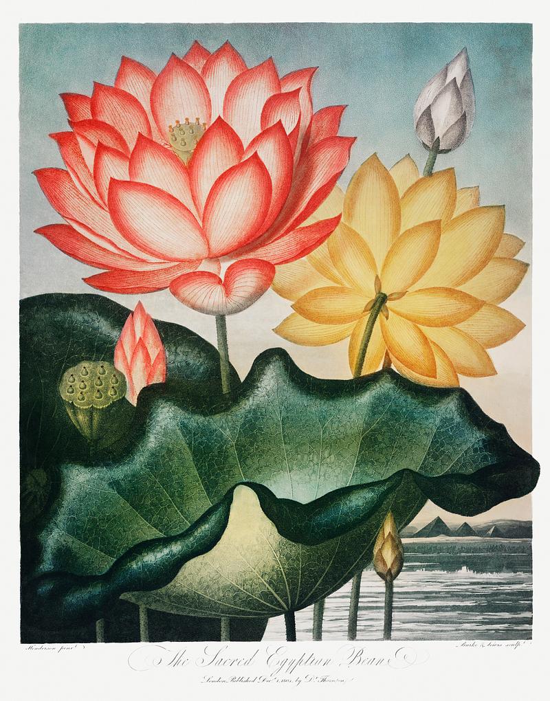 Botanical artwork by Robert John Thornton The Sacred Egyptian Bean from The Temple of Flora (1807) by Robert John Thornton. Original from Biodiversity Heritage…