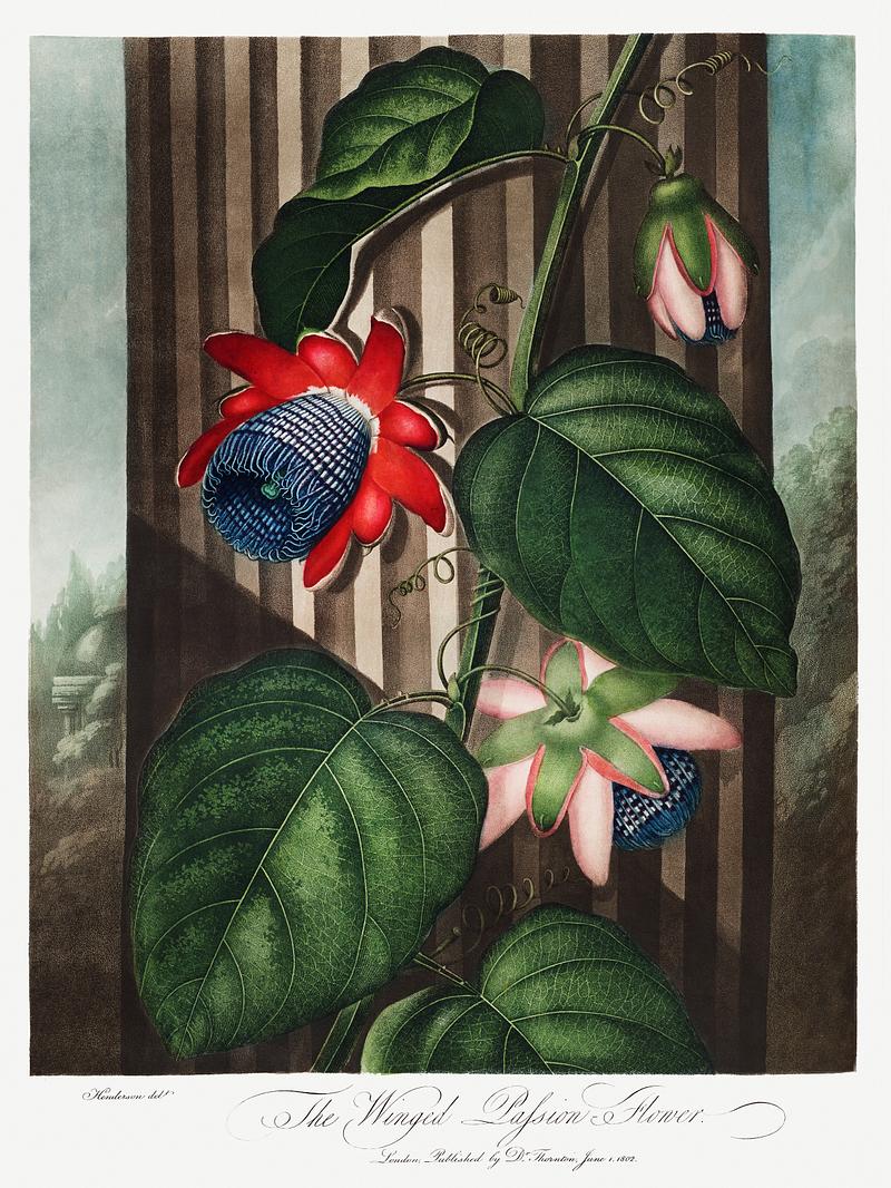 Botanical artwork by Robert John Thornton The Winged Passion-Flower from The Temple of Flora (1807) by Robert John Thornton. Original from Biodiversity Heritage…