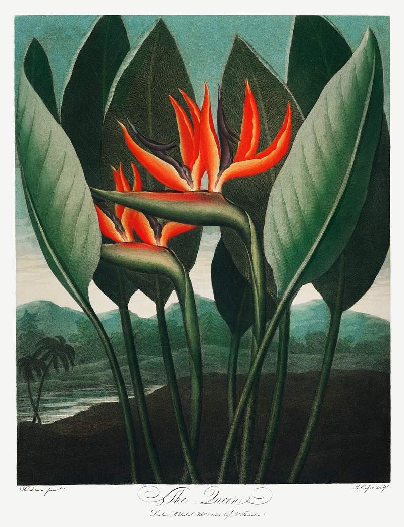 The Queen–Plant from The Temple of Flora (1807) by Robert John Thornton. Original from Biodiversity Heritage Library.…