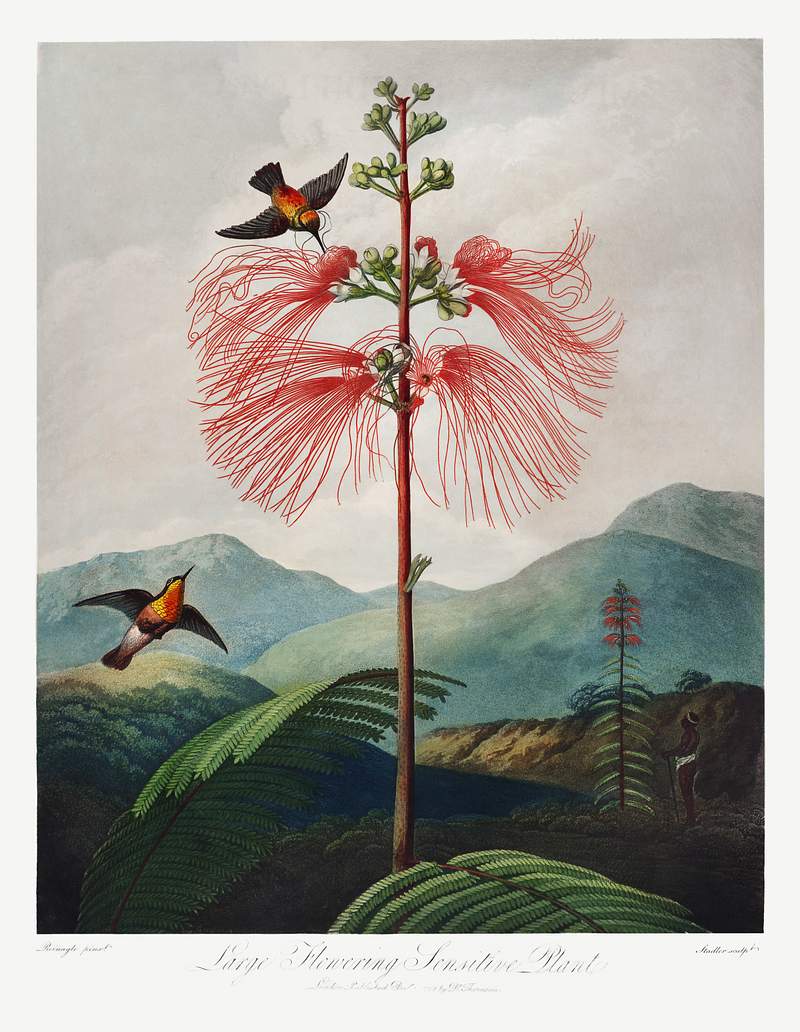 Botanical artwork by Robert John Thornton | Free public domain illustration Large–Flowering Sensitive Plant from The Temple of Flora (1807) by Robert John Thornton. Original from Biodiversity…