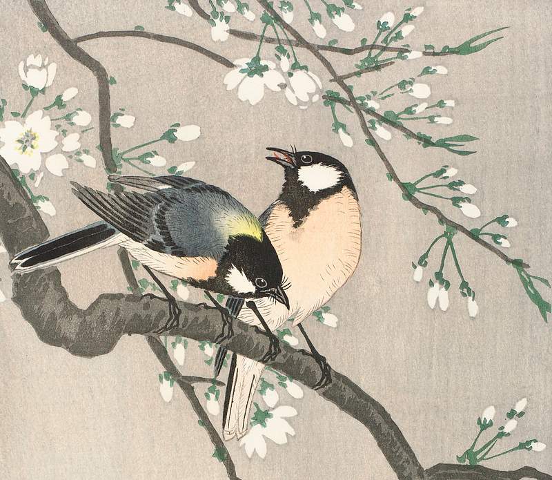 Tits on Cherry Branch (1900–1910) by Ohara Koson. Original from The Rijksmuseum. Digitally enhanced by rawpixel.