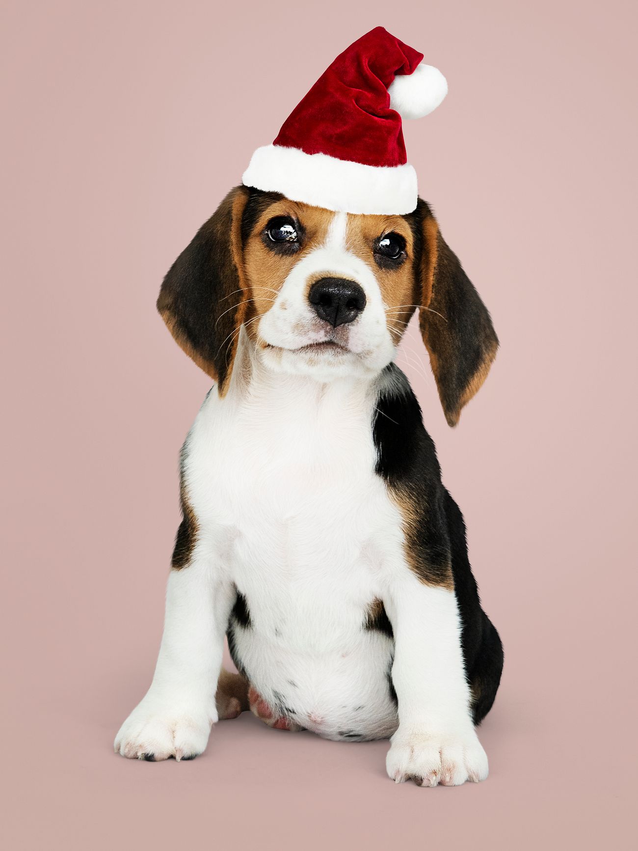 Download Adorable Beagle puppy wearing a Santa hat | Royalty free ...