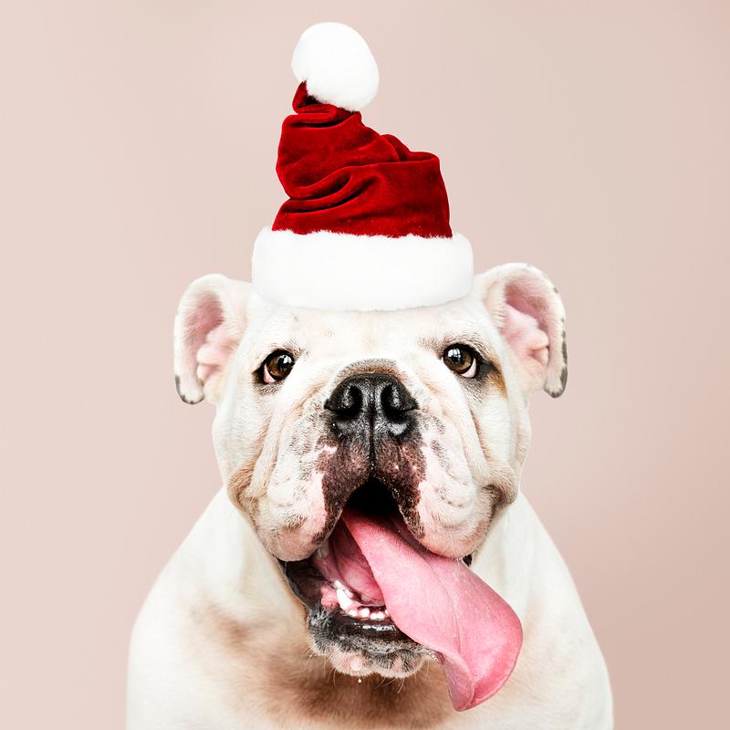 Bulldog decorating a Christmas tree | Free stock psd mockup - 542325