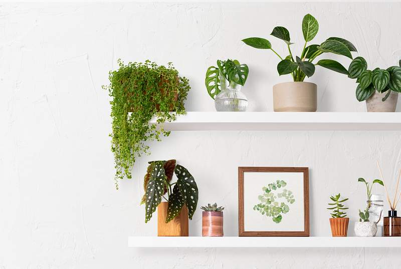 Plant Zoom Background Images Free Photos, PNG Stickers Plant Zoom Background Images Free Photos, PNG Stickers