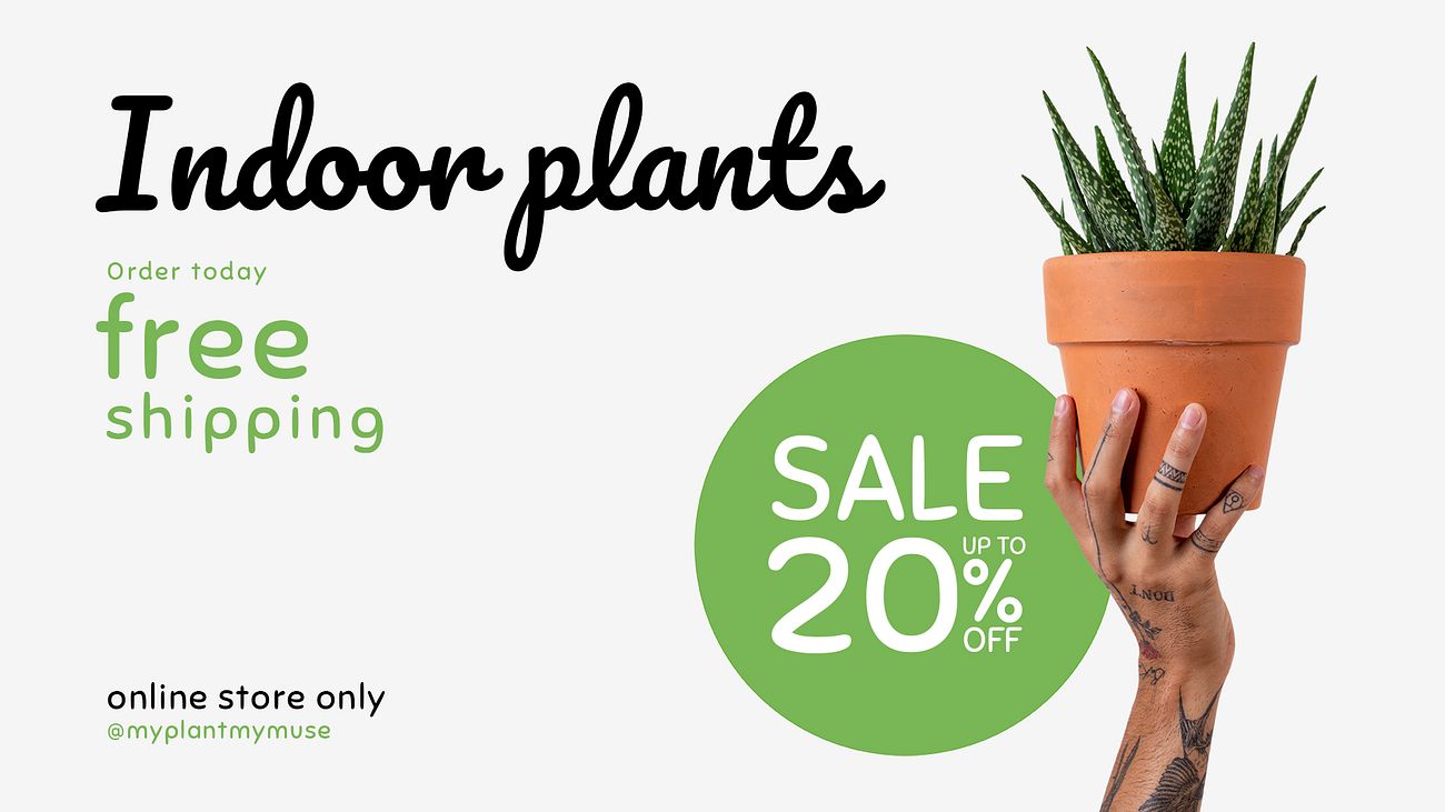 Best indoor plants for air purification