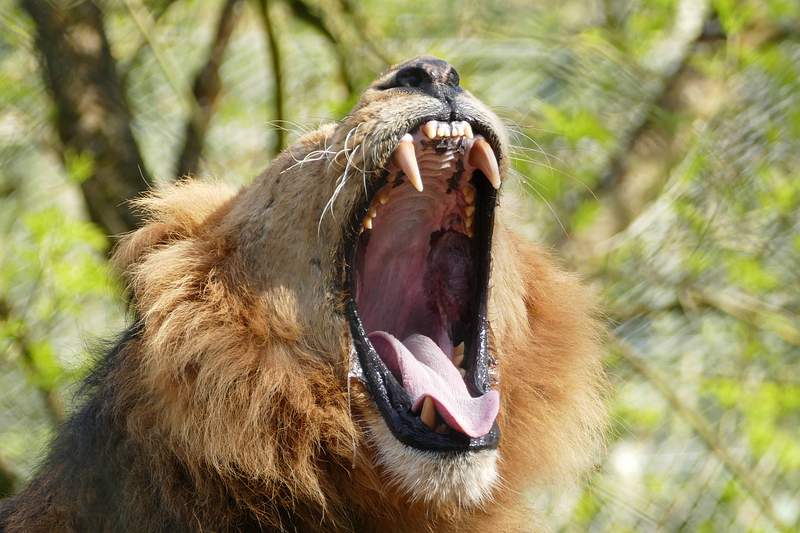 Lion vs Jaguar clash in a battle to the death