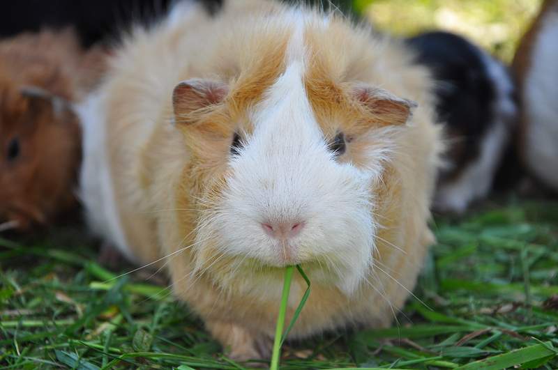 can guinea pigs eat spring mix