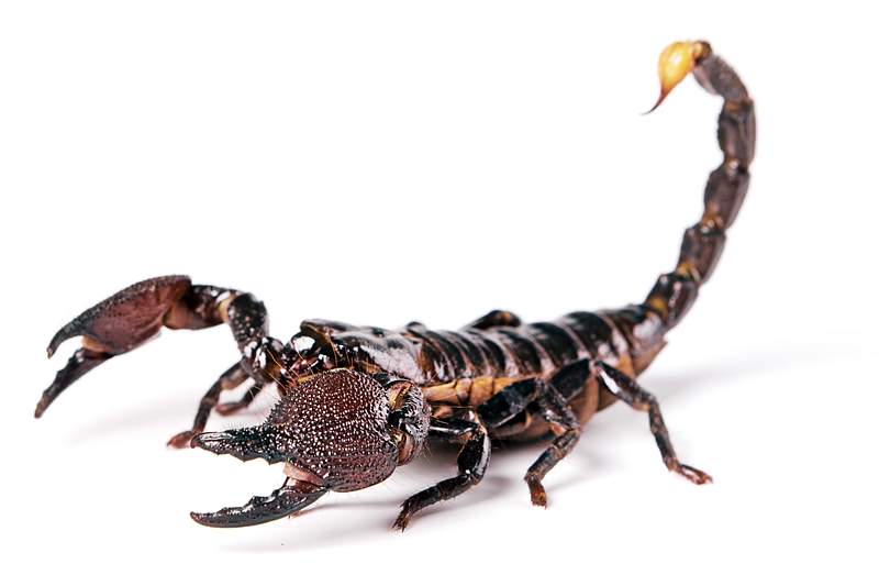 How Strong are Scorpions?