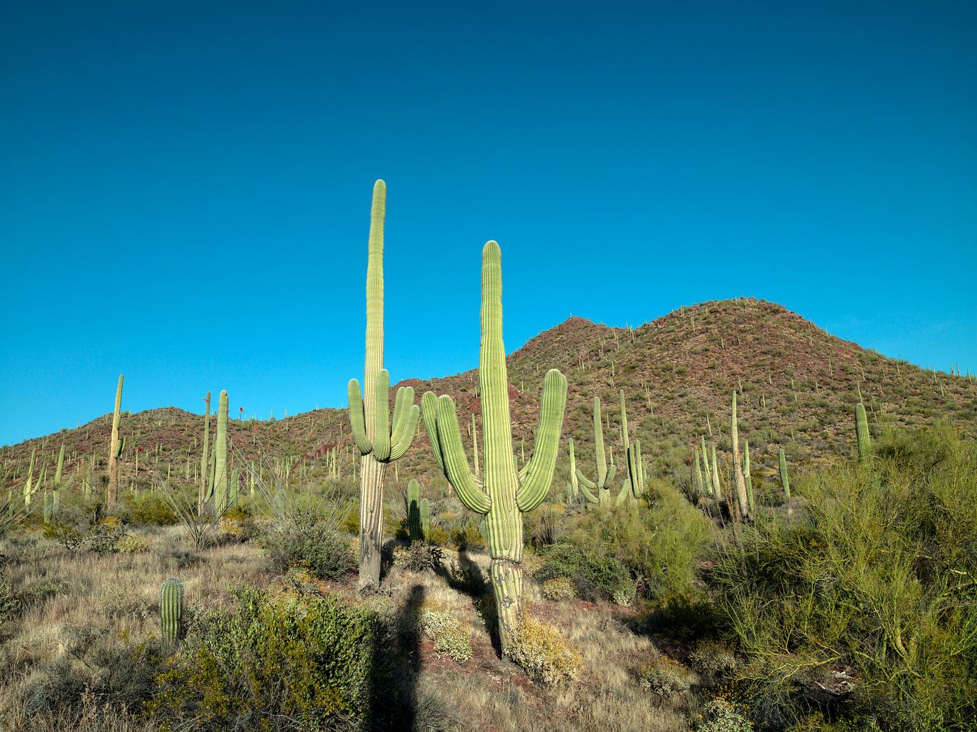 Saguaro cacti outside Tucson, Arizona. Original image from Carol M. Highsmith’s America, Library of Congress... Saguaro cacti outside Tucson, Arizona. Original image from Carol M. Highsmith’s America, Library of Congress...