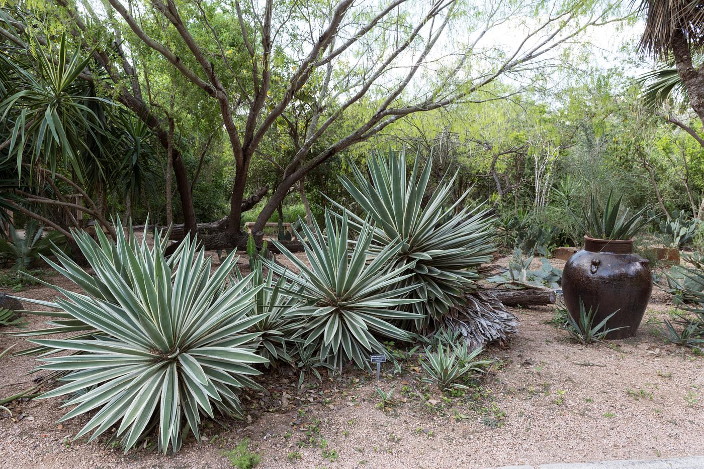 Part of the grounds at Quinta Mazatlan, a historical adobe mansion and nature and birding center in McAllen, Texas. The word... Part of the grounds at Quinta Mazatlan, a historical adobe mansion and nature and birding center in McAllen, Texas. The word...