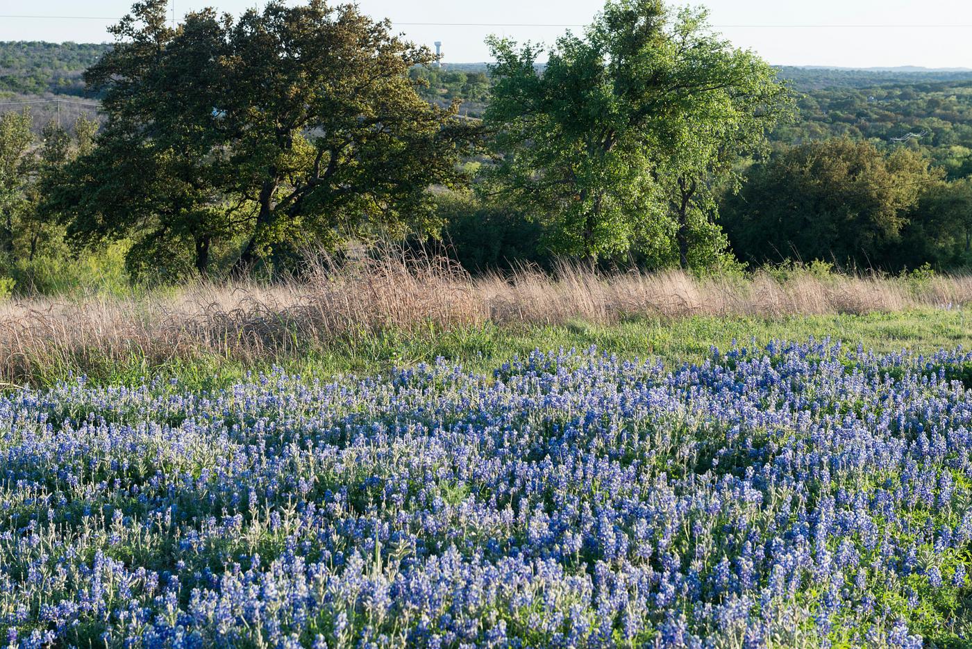 A luxurient field of bluebonnets, the state flower, near Marble Falls in the Texas Hill Country. Original image from Carol M... A luxurient field of bluebonnets, the state flower, near Marble Falls in the Texas Hill Country. Original image from Carol M...