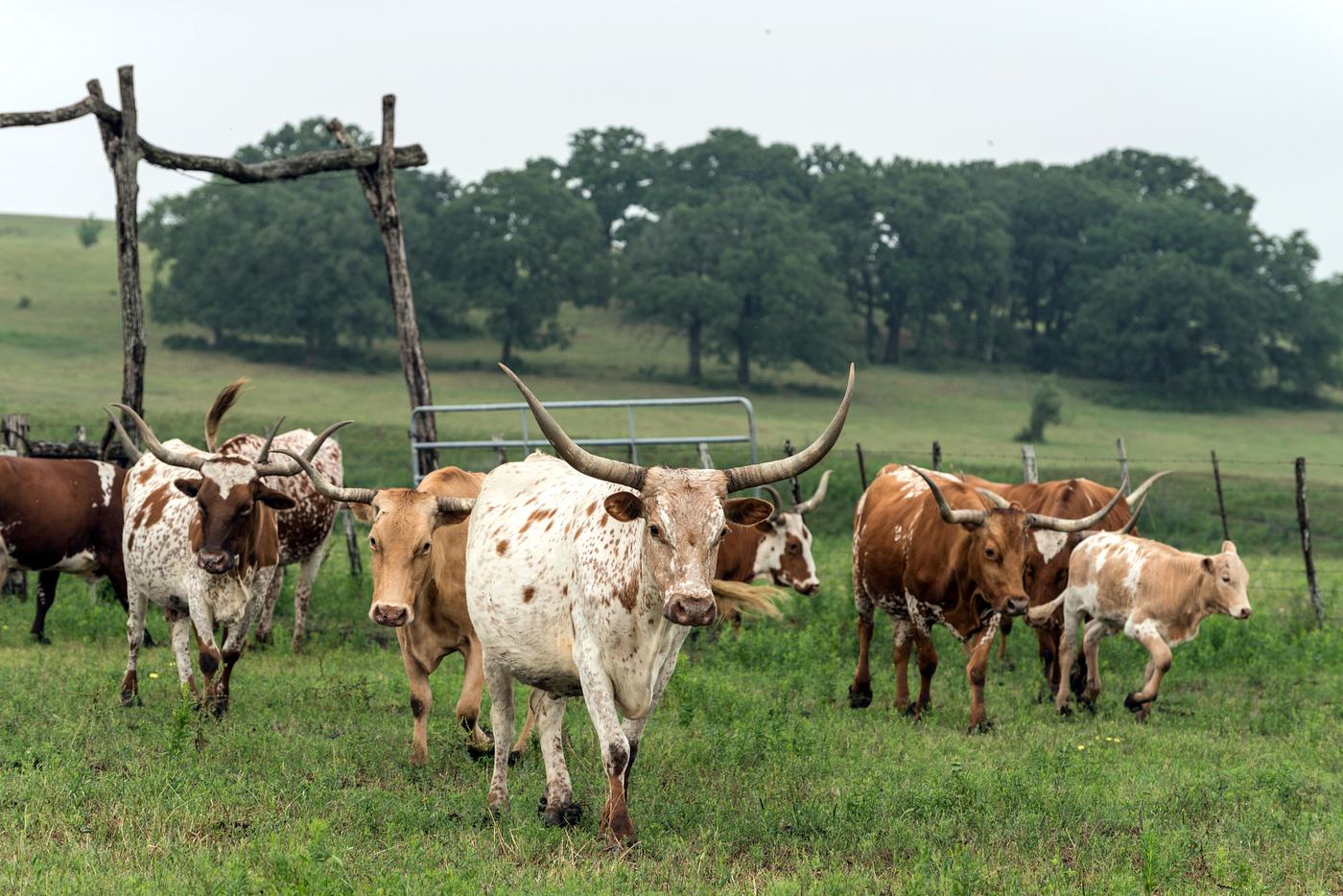 Carol M. Highsmith’s Texas Photograph Part of the 200-head longhorn herd at the 1,800-acre Lonesome Pine Ranch, a working cattle ranch that is part of the Texas...