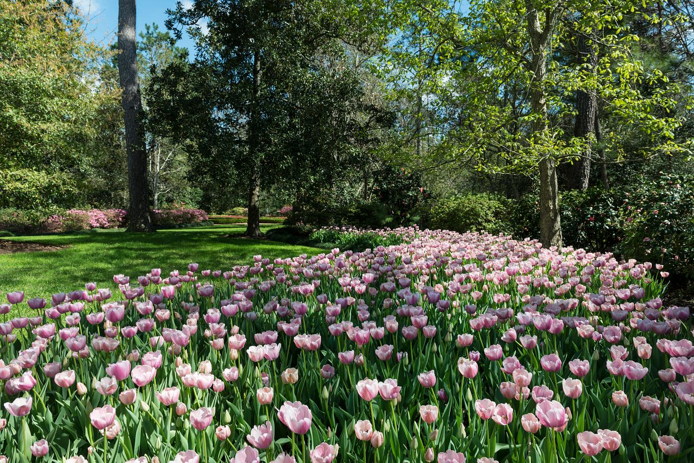 Tulips pop in late winter at the Bayou Bend Collection and Gardens in the River Oaks neighborhood of Houston, Texas. Over 50... Tulips pop in late winter at the Bayou Bend Collection and Gardens in the River Oaks neighborhood of Houston, Texas. Over 50...