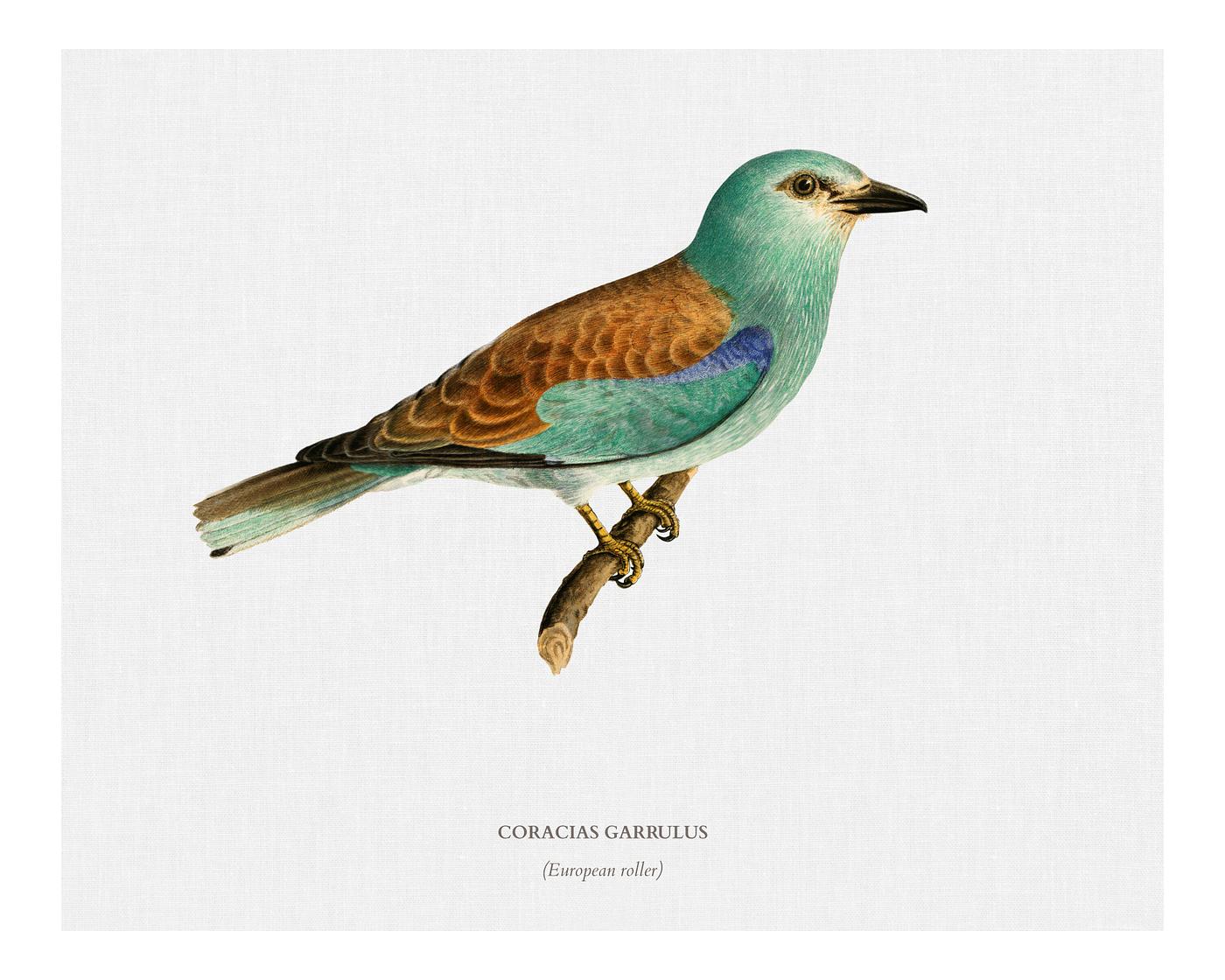 European roller (CORACIAS GARRULUS) illustrated by the von Wright brothers. Digitally enhanced from our own 1929 folio... European roller (CORACIAS GARRULUS) illustrated by the von Wright brothers. Digitally enhanced from our own 1929 folio...