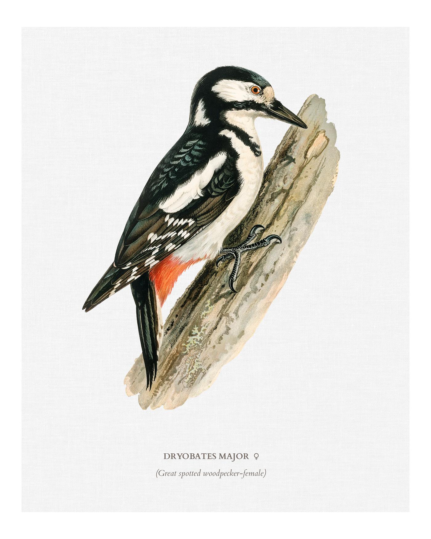 Great spotted woodpecker-female ♀ (Dryobates major) illustrated by the von Wright brothers. Digitally enhanced from our own... Great spotted woodpecker-female ♀ (Dryobates major) illustrated by the von Wright brothers. Digitally enhanced from our own...