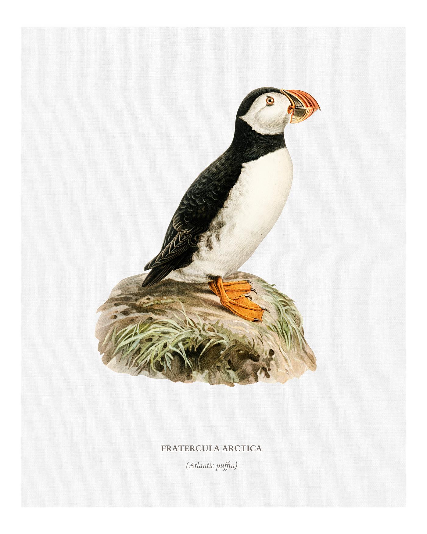 Atlantic puffin (Fratercula arctica) illustrated by the von Wright brothers. Digitally enhanced from our own 1929 folio... Atlantic puffin (Fratercula arctica) illustrated by the von Wright brothers. Digitally enhanced from our own 1929 folio...