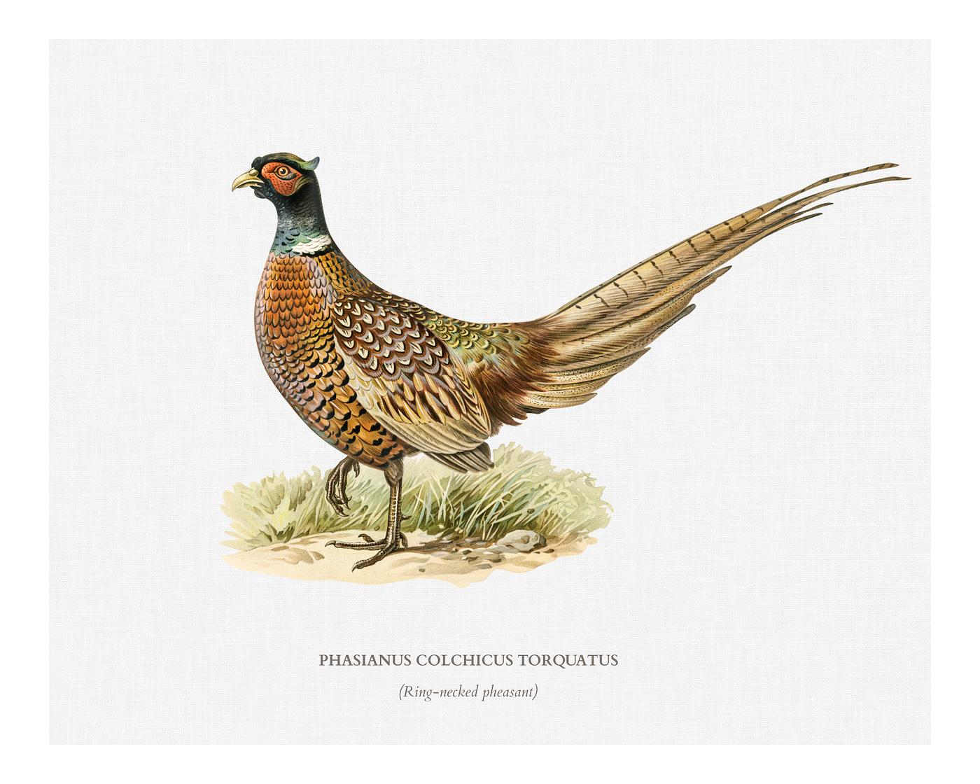 Ring-necked Pheasant (phasianus colchicus torquatus) illustrated by the von Wright brothers. Digitally enhanced from our own... Ring-necked Pheasant (phasianus colchicus torquatus) illustrated by the von Wright brothers. Digitally enhanced from our own...