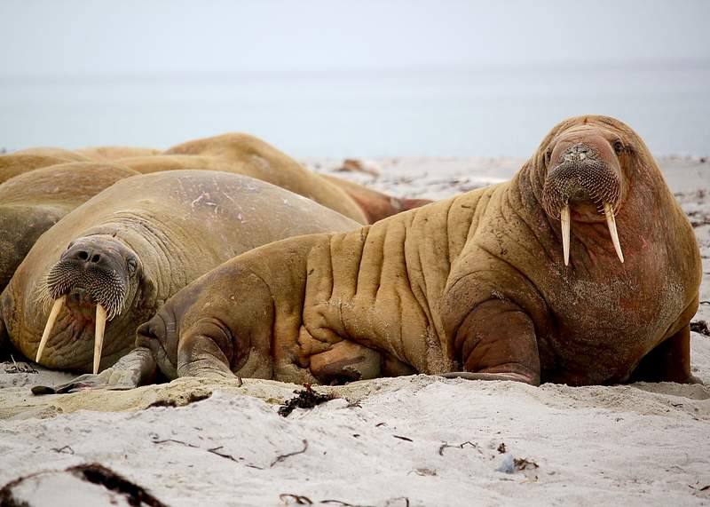 5 Animals That Could Defeat A Polar Bear