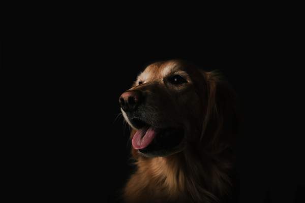 Dog Images | Free HD Backgrounds, PNGs, Vectors & Illustrations - rawpixel