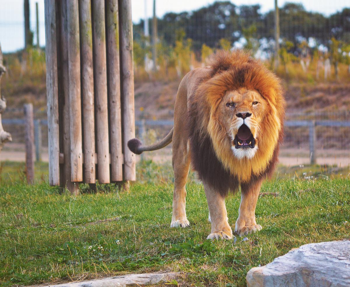 A male lion baring its | Free Photo - rawpixel