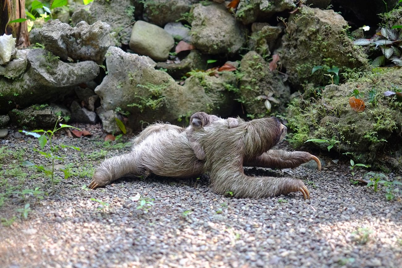 Sloth Images | Free HD Backgrounds, PNGs, Vectors & Illustrations