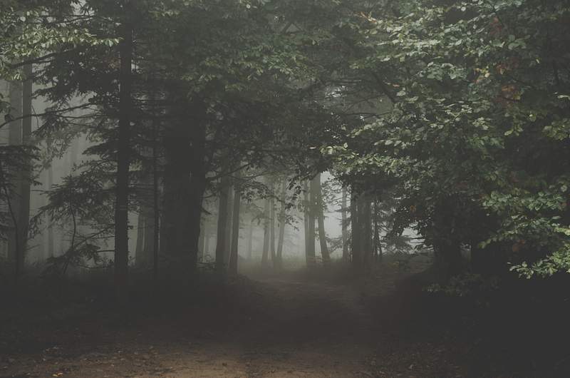 Dark Forest Images | Free Photos, PNG Stickers, Wallpapers & Backgrounds -  rawpixel