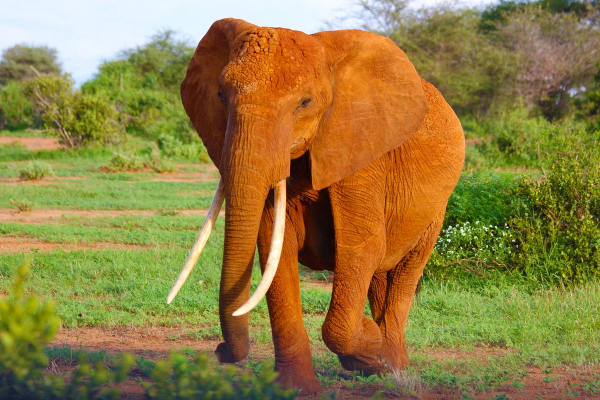A long-tusked elephant marching on a sunlit | Free Photo - rawpixel.....4 Animals that would make a tiger flee in fear