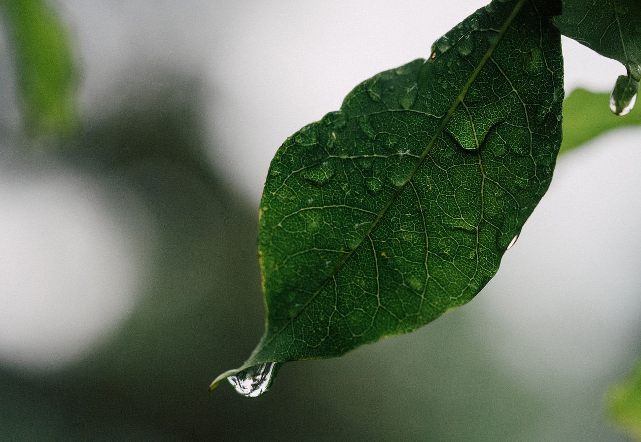 Environment Images I High Quality Photos, Vectors, PSD's & PNG's | rawpixel